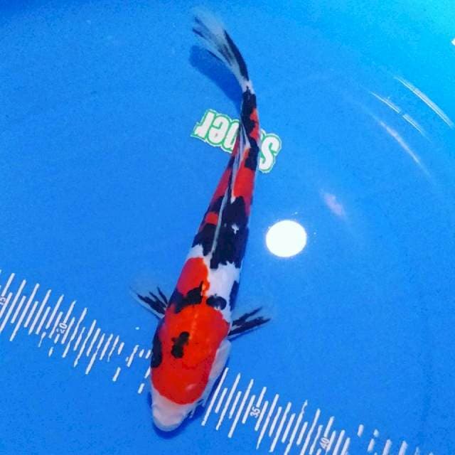Sanke doit 31cm