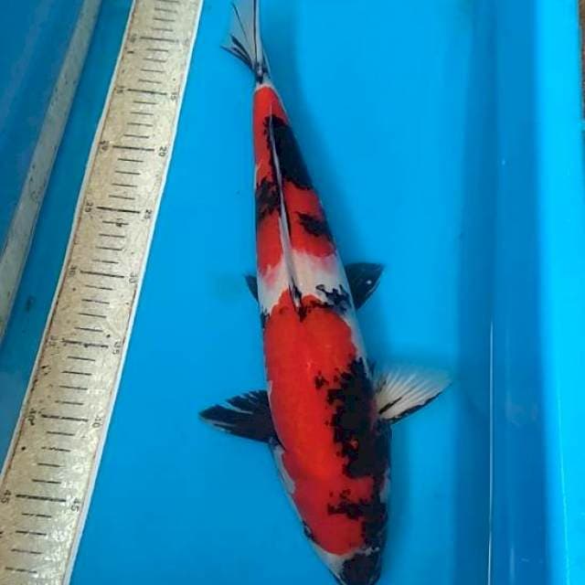 Showa 42cm