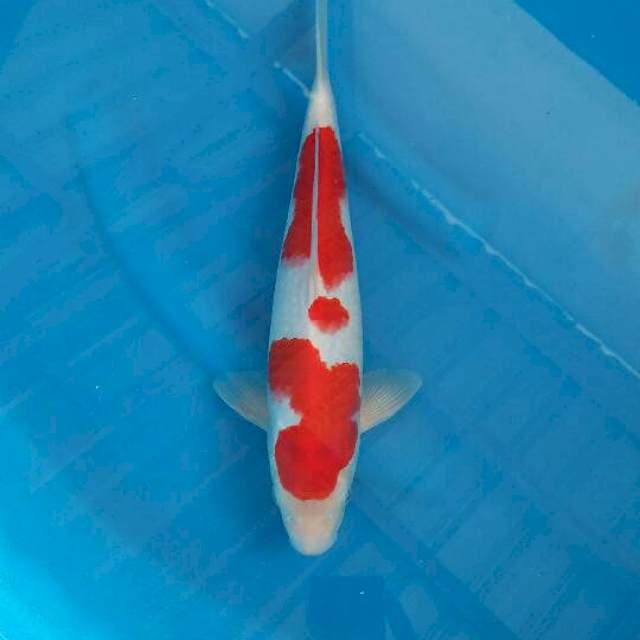 Kohaku Male 34cm