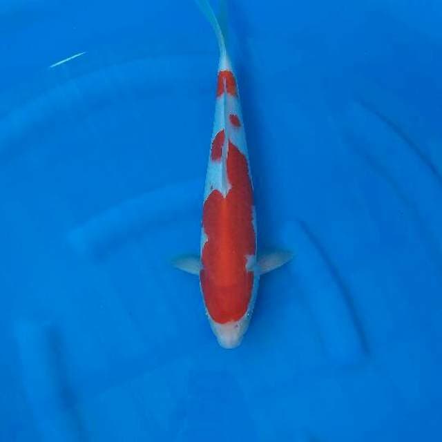 Kohaku Male 36cm