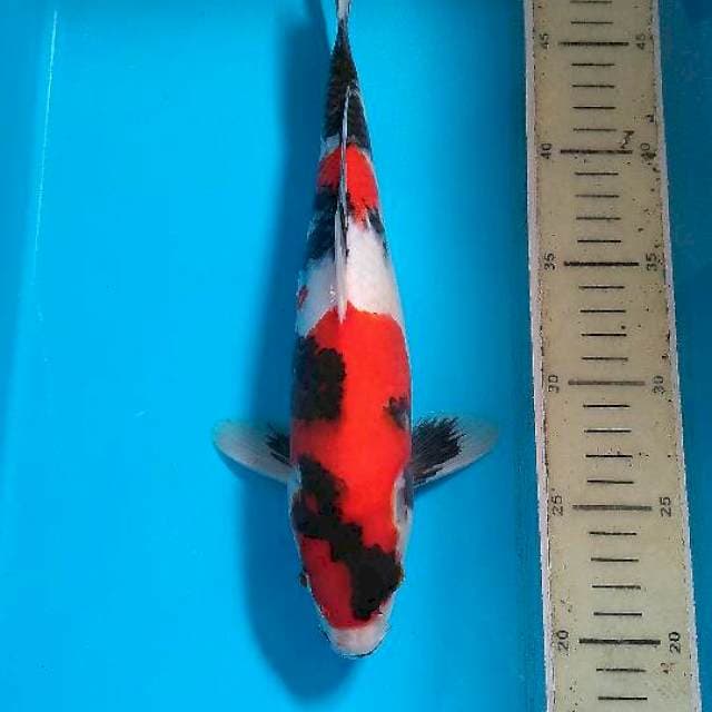 Showa Sanshoku male
