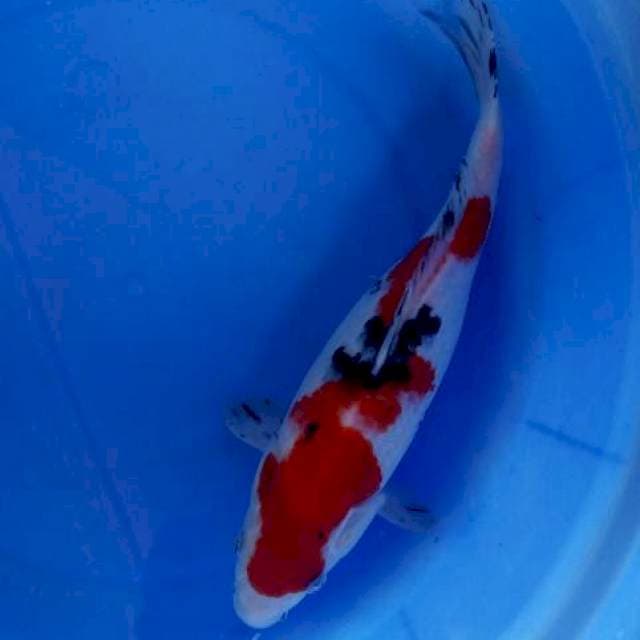 Sanke 29cm
