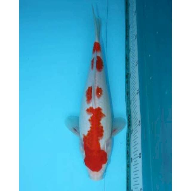 KOHAKU 31 CM FEMALE