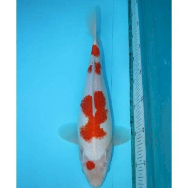 KOHAKU 31 CM FEMALE