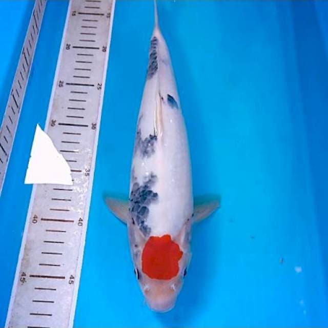 Tancho Showa 35 cm