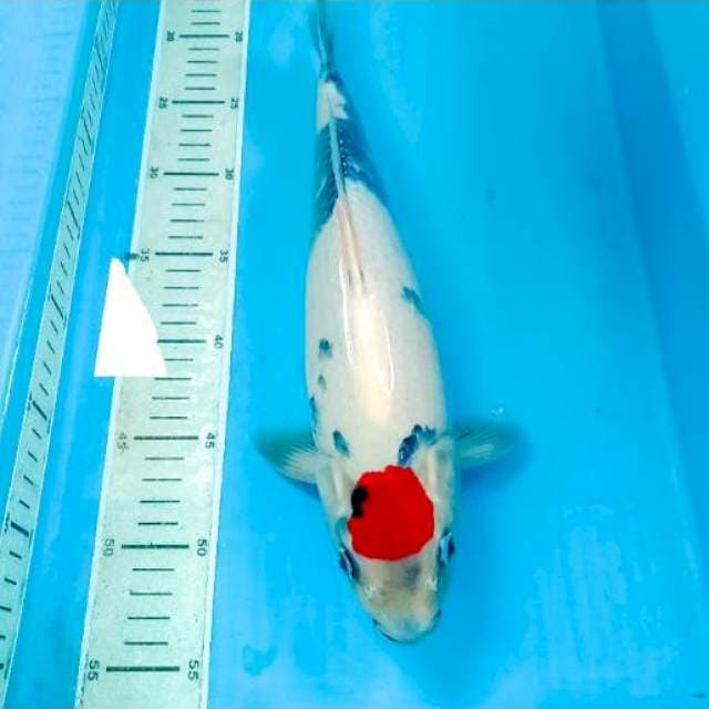 Tancho Showa 35 cm