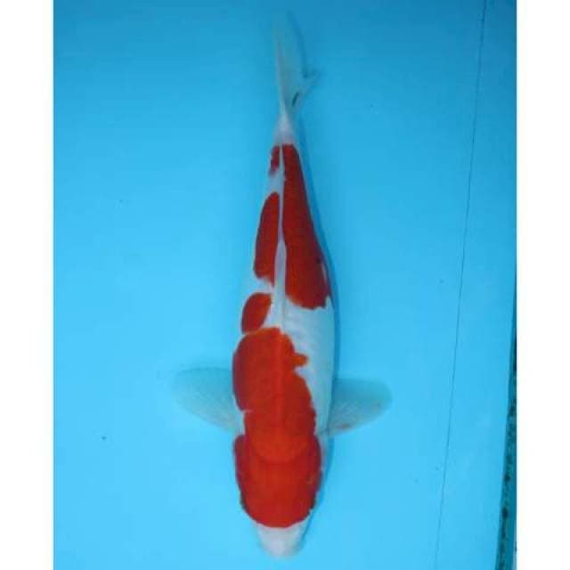 SANKE DOITSU 33 CM FEMALE