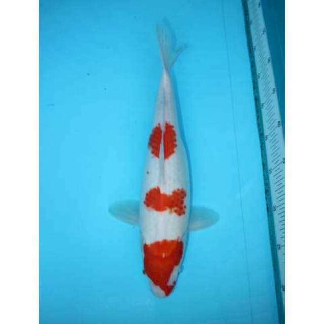KOHAKU SANDAN 36 CM FEMALE