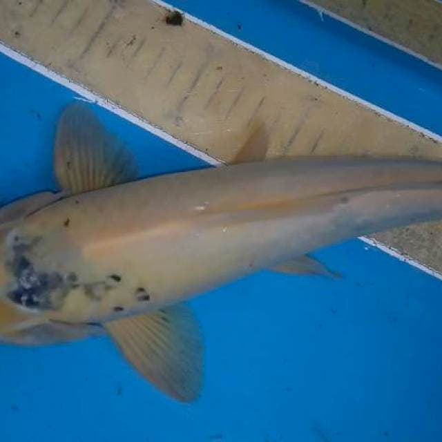 Shiro 33 cm