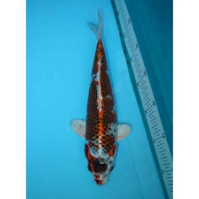 KUJAKU 30 CM MALE