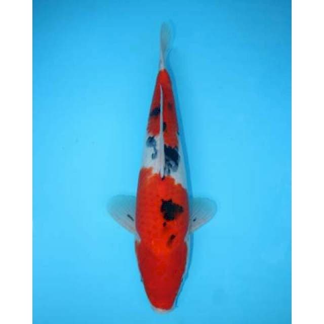 SANKE NIDAN 37 CM MALE