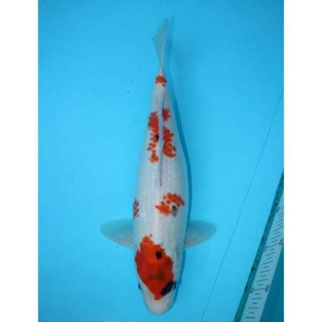 KINDAI SHOWA 35 CM FEMALE