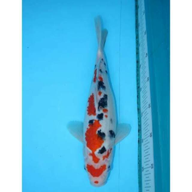 SANKE TSUBOSUMI 33 CM FEMALE