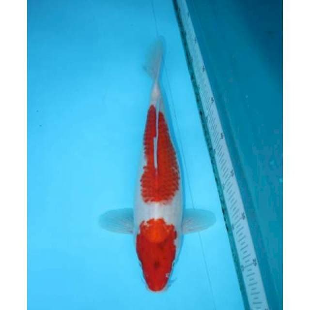 NIDAN KOHAKU 33 CM FEMALE