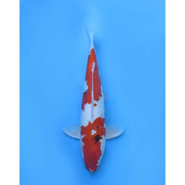 Jumbo F1 Kindai Showa Tategoi , 49cm - Male