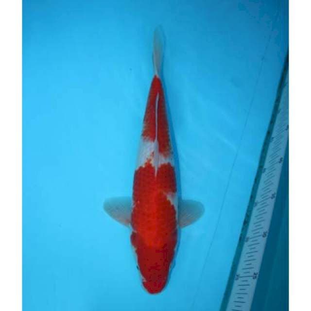 KOHAKU 36 CM MALE