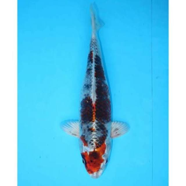 KUJAKU 32 CM FEMALE