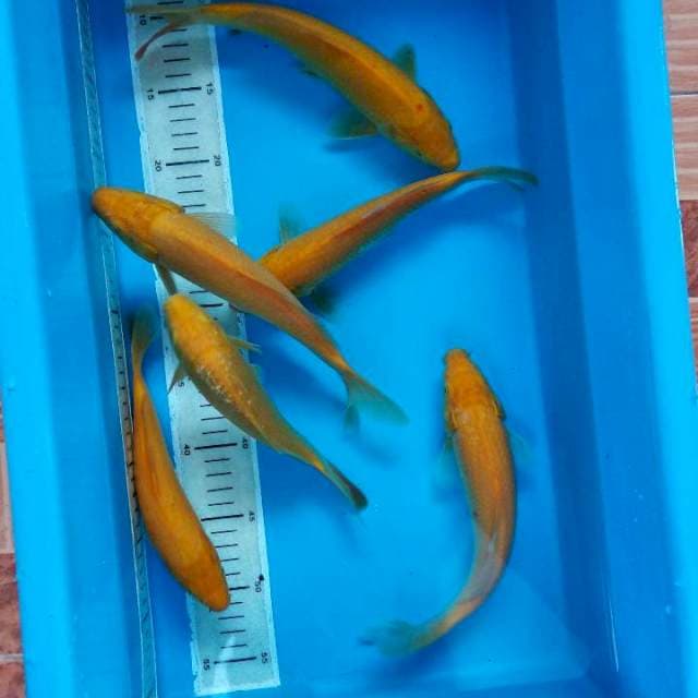 Karasi mata merah