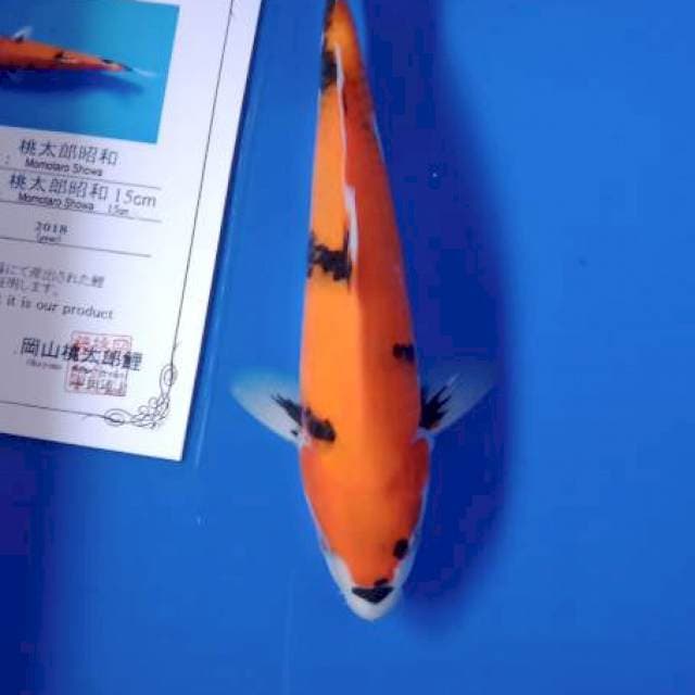 Showa import serty momotaro