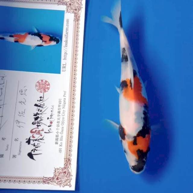 Showa import serty isa farm