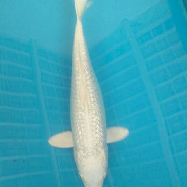 Platinum ginrin,31cm