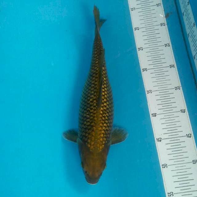 Chagoi ginrin, 35 cm