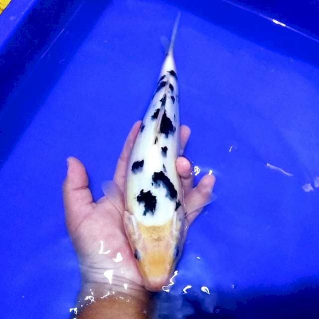 Bekko kualitas show