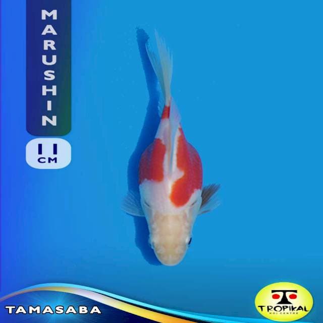 Tamasaba (Marushin Farm) 11cm. Import & Breeder Sertifikat