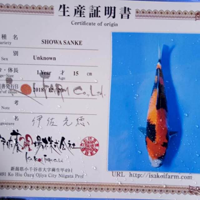 Showa import isa farm