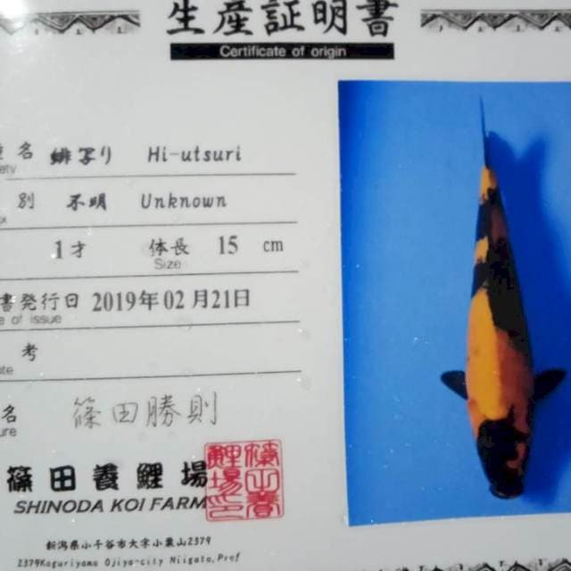 Hi utsuri import serty shinoda