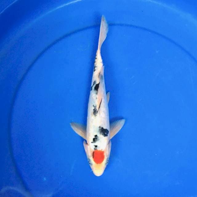 Tancho sanke aragoke 25cm (ori)