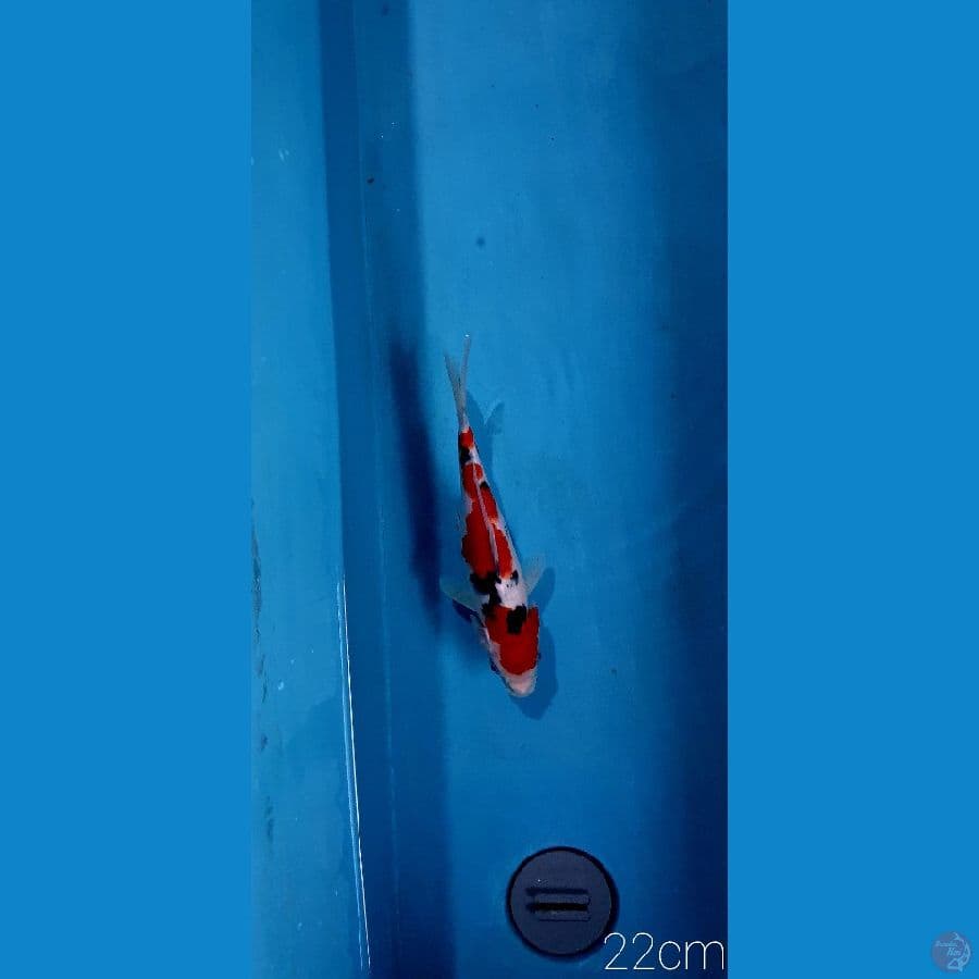Sanke 22cm