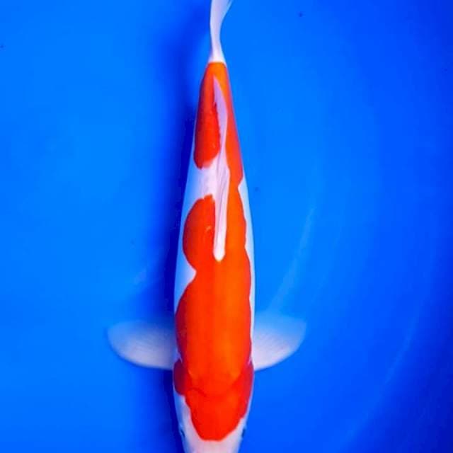 KOHAKU BAKAT JUMBO F1