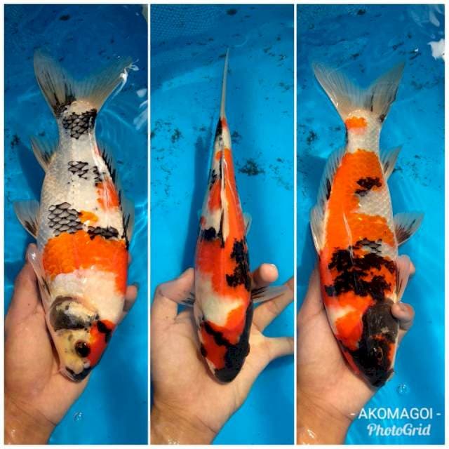 Showa punuk
