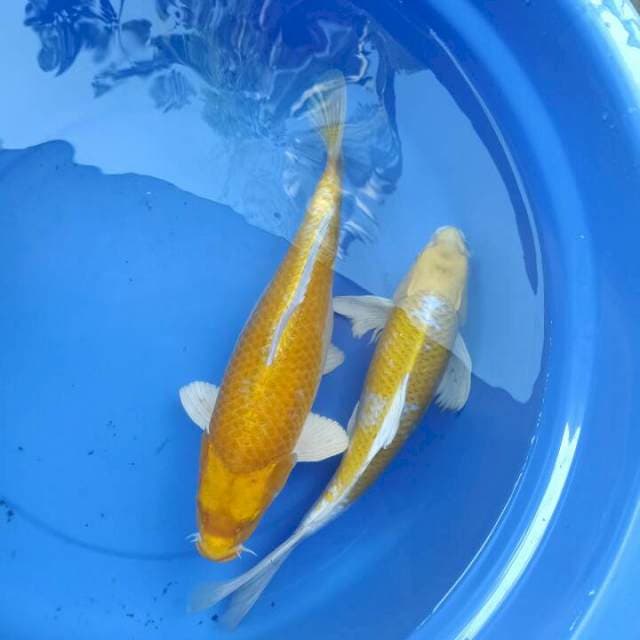 Yamabuki&Kumpay 40cm