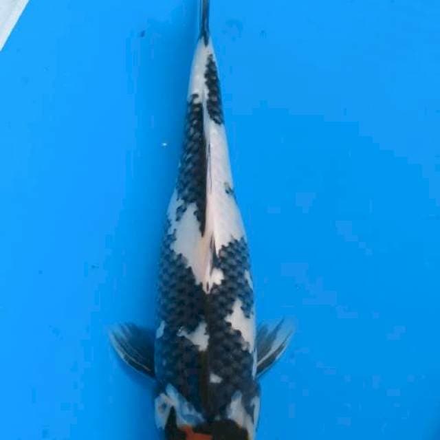 Tancho showa 38cm