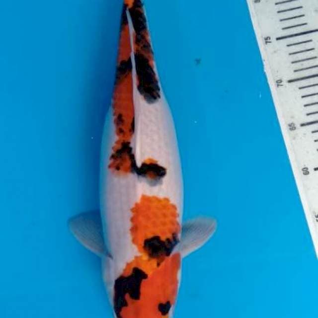 Showa kwalitas 45cm