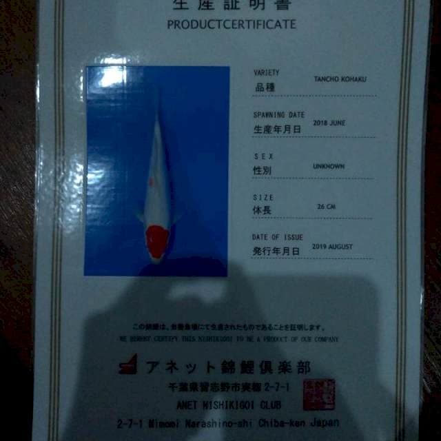 Tancho Kohaku (Aneto Farm) 26cm. Import & Breeder Sertifikat