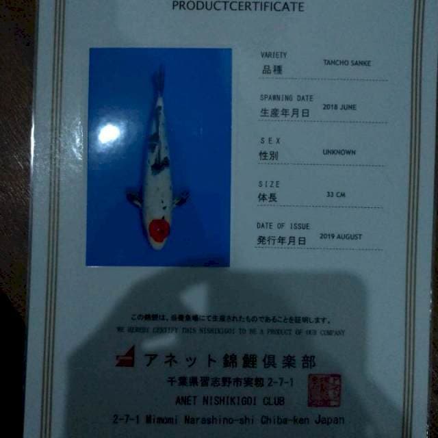 Tancho Sanke (Aneto Farm) 33cm. Import & Breeder Sertifikat