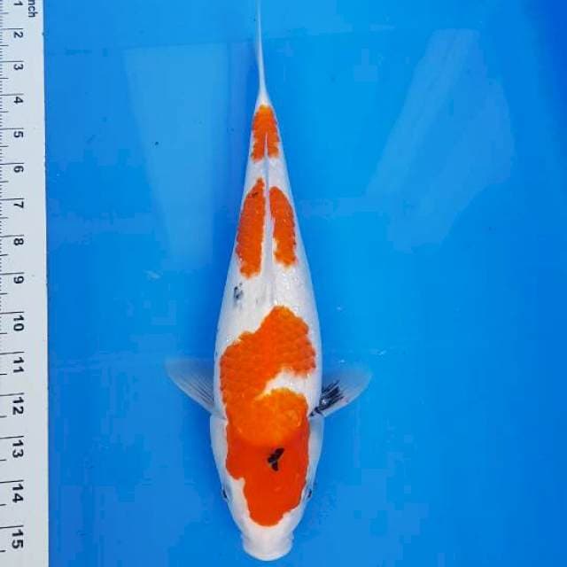 SHOWA 35CM