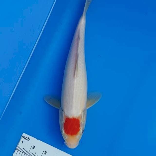 ORIGINAL TANCO KOHAKU 33CM