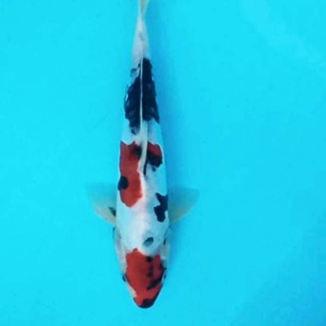 2. Maru Showa #27cm