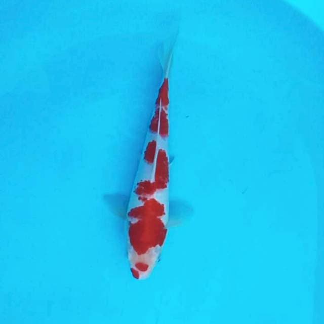 4. Sakura strong #27cm