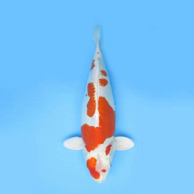 KIKUSHUI POLA UNIK - JUMBO TOSAI BULKY