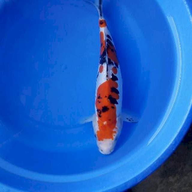 Doitsu sanke 34cm