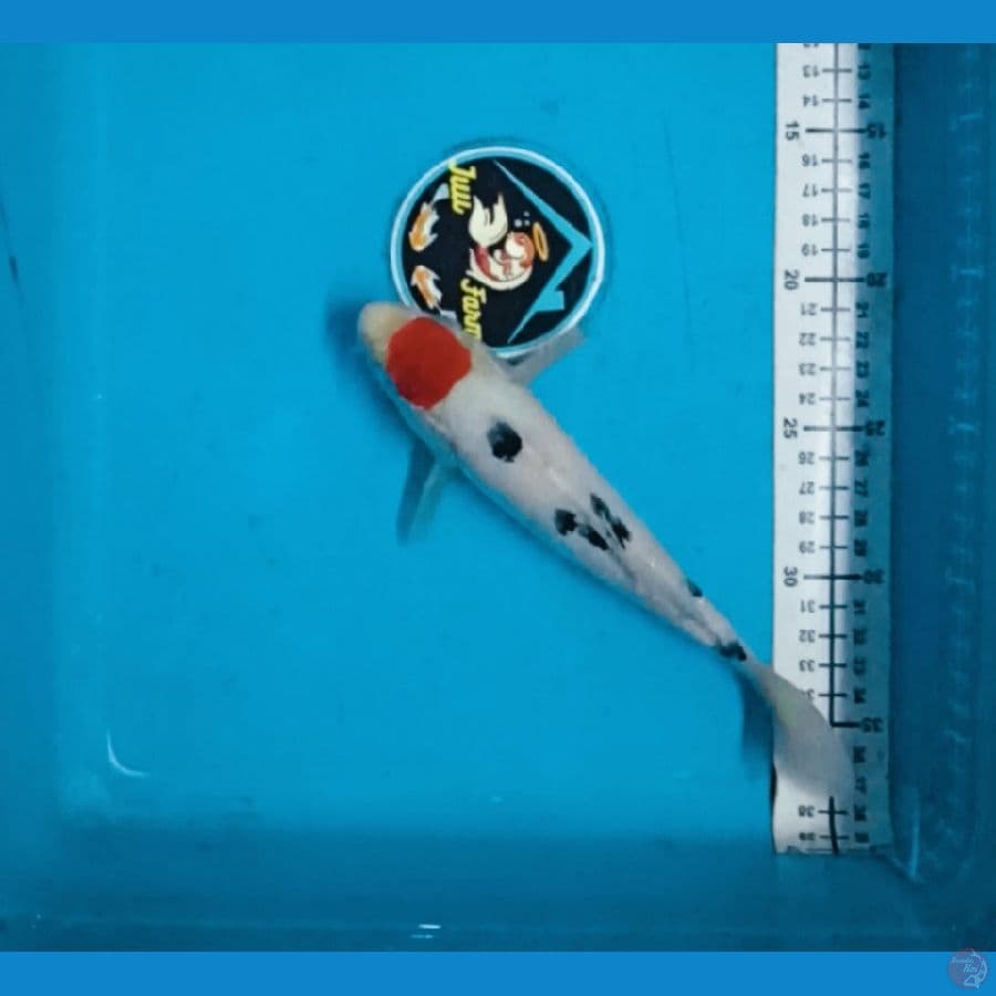 Tancho Sanke 20cm