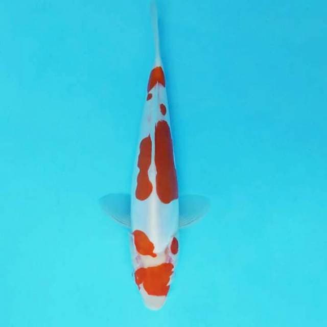SAITAMA 17 - KOHAKU DOITSU ®