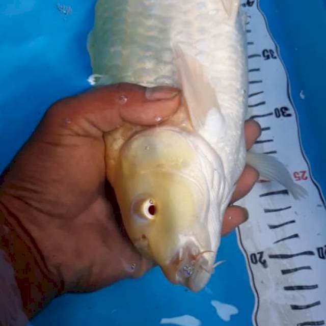 karasi mm 38cm
