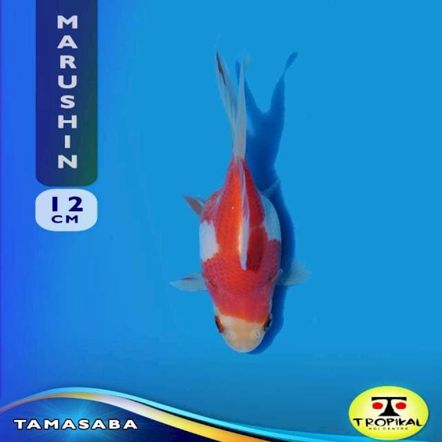 Tamasaba (Marushin Farm) 12cm. Import & Breeder Sertifikat