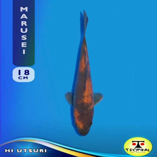 Hi Utsuri (Marusei Farm) 18cm. Import & Breeder Sertifikat